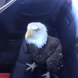 Meet your Posher, Brian